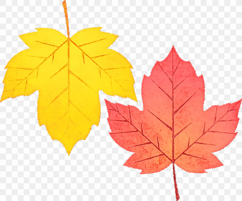 Maple Leaf, PNG, 1600x1328px, Watercolor, Biology, Leaf, Maple, Maple Leaf Download Free