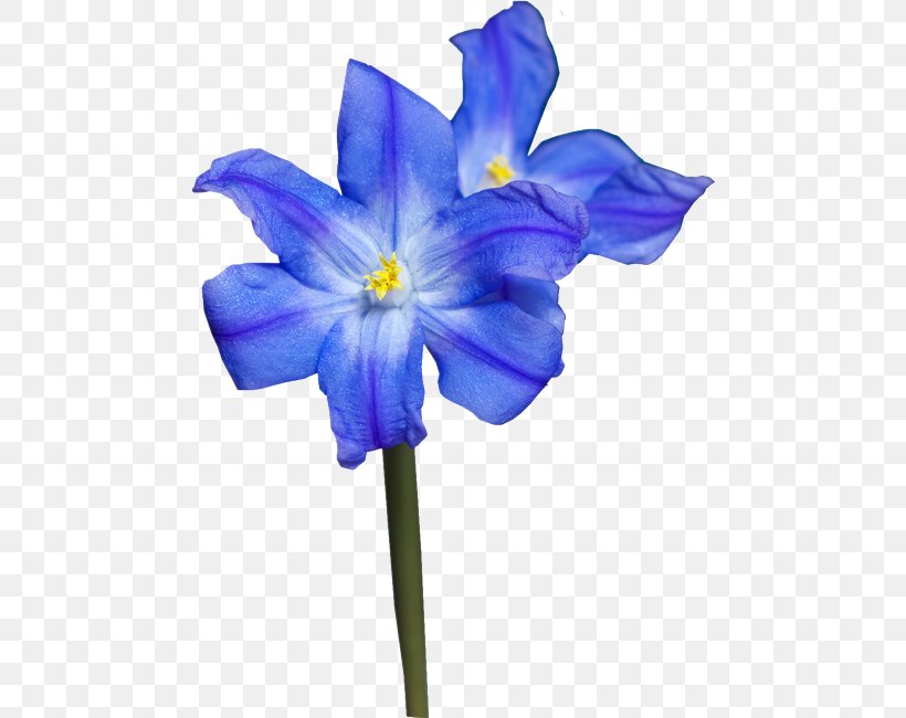Cut Flowers Petal Tulip, PNG, 474x650px, Flower, Bellflower Family, Blue, Blue Rose, Cobalt Blue Download Free