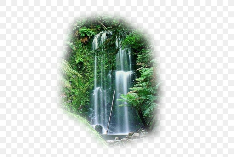 Desktop Wallpaper Nature Biome Natural Environment Forest, PNG, 512x550px, Nature, Amazon Rainforest, Biome, Body Of Water, Chute Download Free