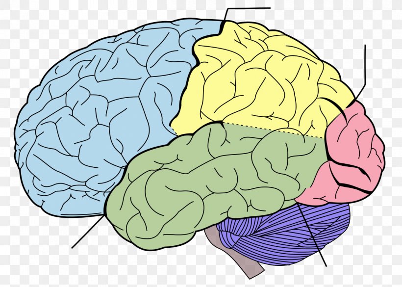 Lobes Of The Brain Frontal Lobe Parietal Lobe Temporal Lobe, PNG, 1200x857px, Watercolor, Cartoon, Flower, Frame, Heart Download Free