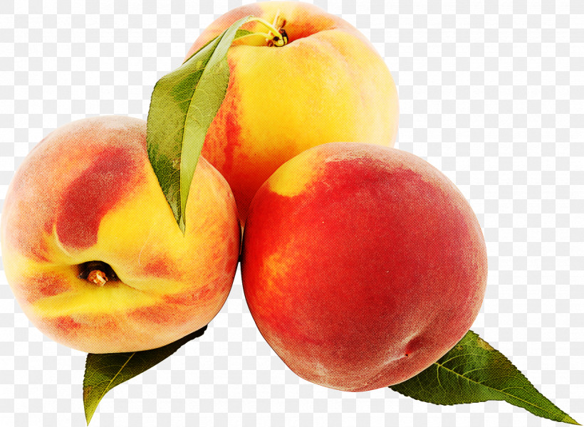 Peach European Plum Fruit Natural Foods Nectarines, PNG, 1750x1282px, Peach, European Plum, Flower, Food, Fruit Download Free