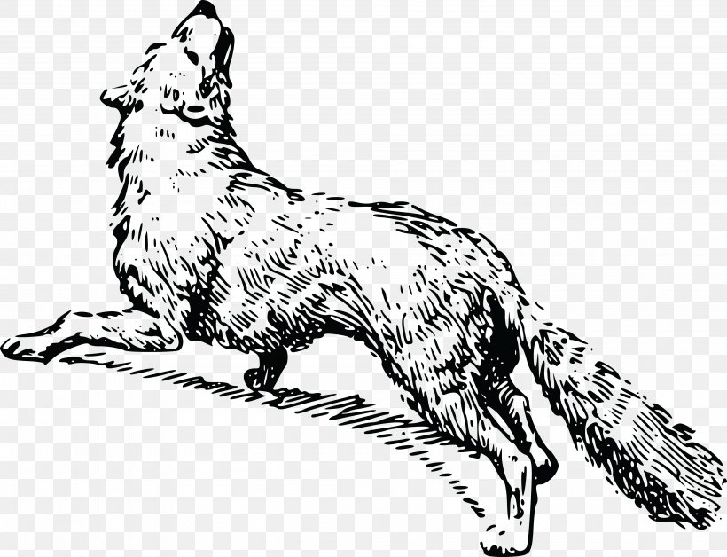 Red Fox Whiskers Black And White Arctic Fox, PNG, 4000x3065px, Red Fox, Animal Figure, Arctic Fox, Black And White, Carnivoran Download Free