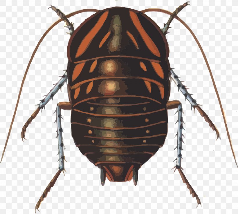 Cockroach Insect Blattidae Dictyoptera Blaberidae, PNG, 2310x2079px, Cockroach, Arthropod, Beetle, Blaberidae, Blattidae Download Free