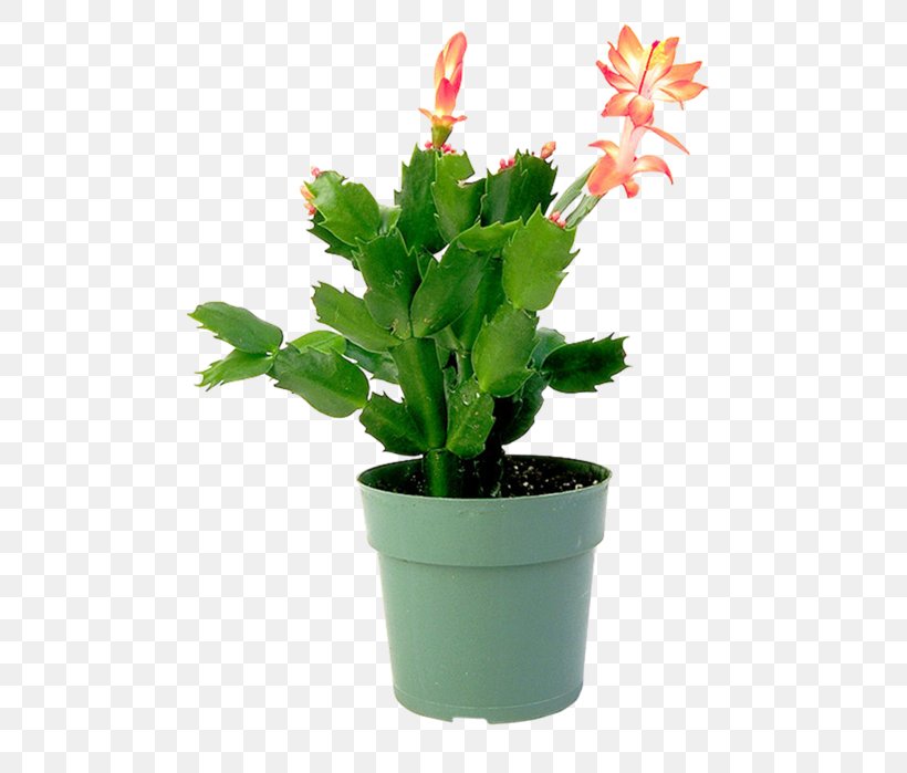 Epiphyllum Flowerpot Houseplant Cactaceae, PNG, 482x699px, Epiphyllum, Cactaceae, Cactus, Cultivo, Drip Irrigation Download Free