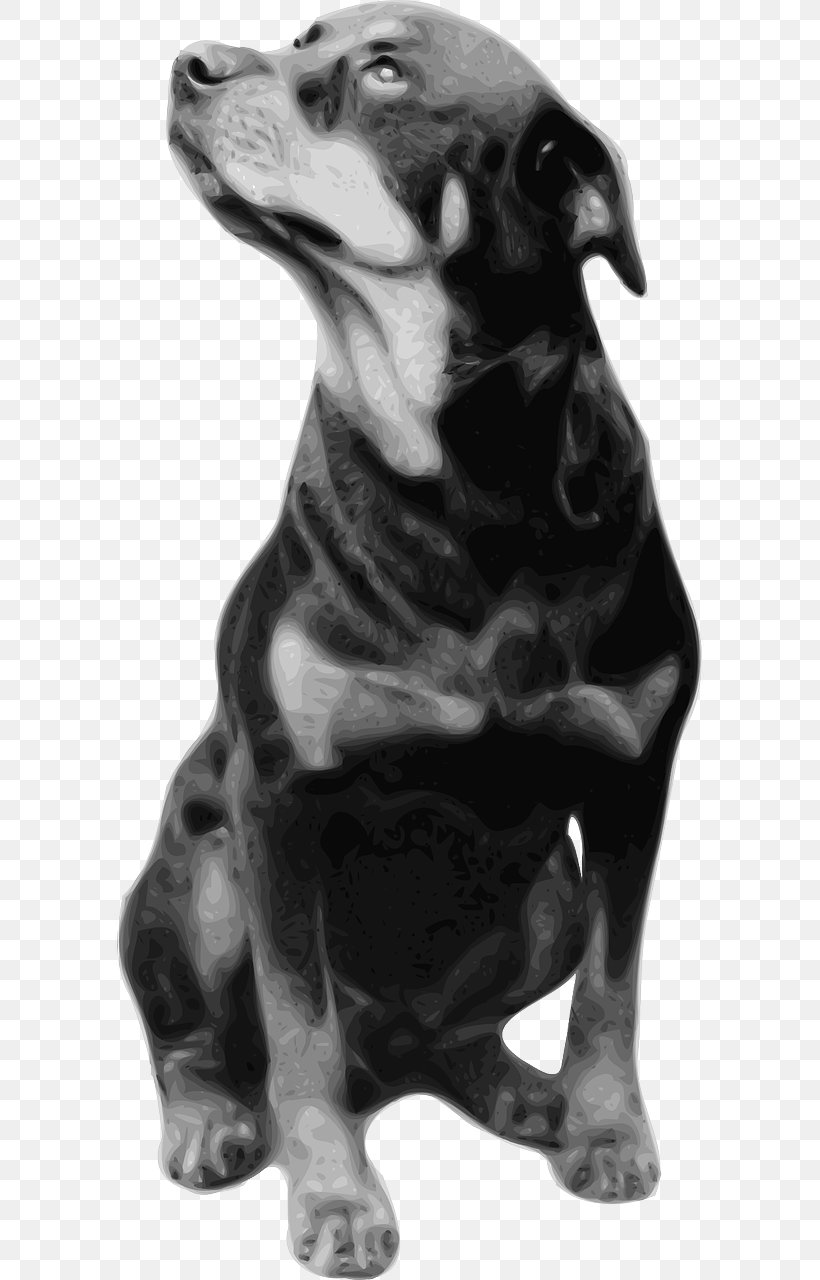 Rottweiler T-shirt Breed Clip Art, PNG, 640x1280px, Rottweiler, Black And White, Breed, Carnivoran, Clothing Download Free