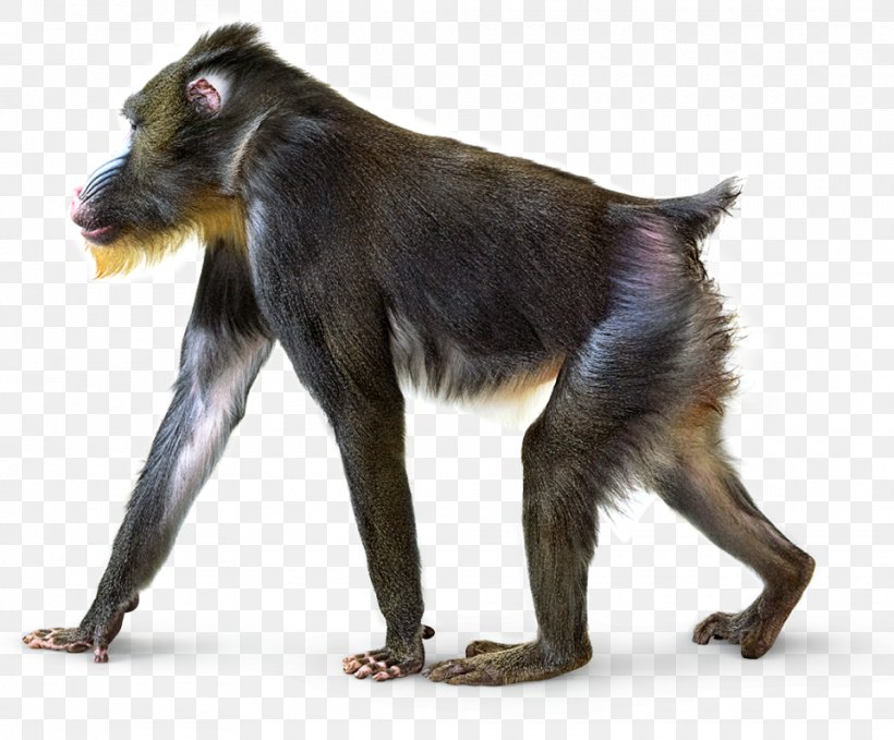 Smithsonian Institution National Museum Of Natural History Primate Mandrill Gray Langur, PNG, 960x796px, National Museum Of Natural History, Animal, Baboons, Book, Cercopithecidae Download Free