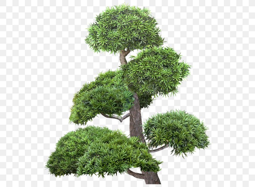 Broad-leaved Tree Pine Bonsai Raster Graphics, PNG, 544x600px, Tree, Adansonia Digitata, Baobab, Bark, Bonsai Download Free
