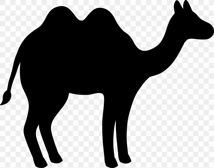 Dromedary Bactrian Camel Black & White, PNG, 7317x5736px, Dromedary, Animal, Animal Figure, Arabian Camel, Bactrian Camel Download Free