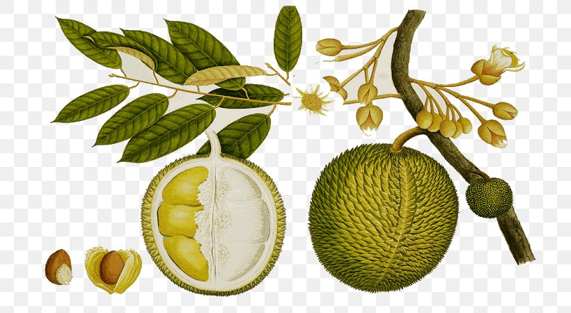 Durio Zibethinus Clip Art Fruit Tree Food, PNG, 800x450px, Durio Zibethinus, Citron, Cucumber Gourd And Melon Family, Drawing, Durian Download Free