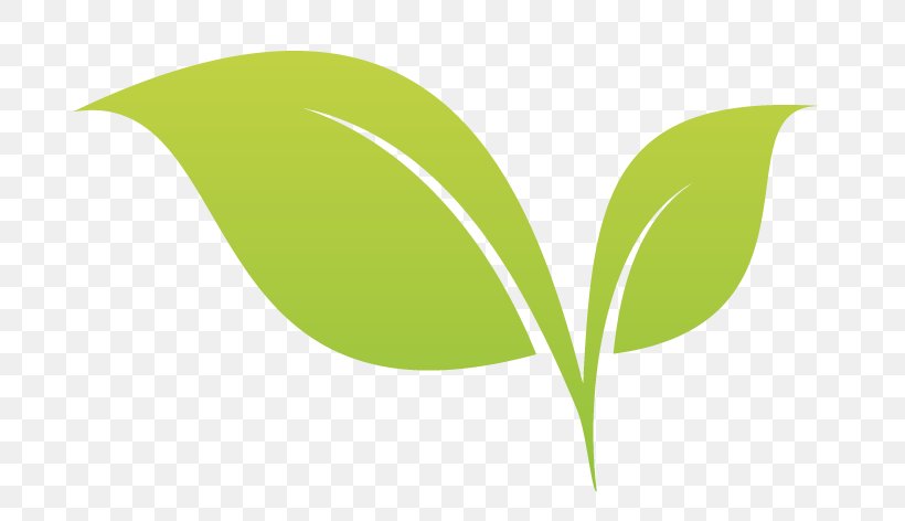 Leaf Desktop Wallpaper Plant Stem Tree, PNG, 707x472px, Leaf, Computer, Grass, Green, Plant Download Free