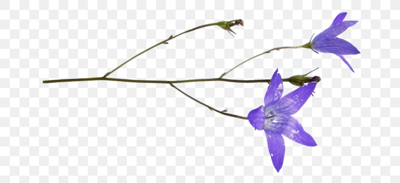 Violet Purple Flower Plant Bellflower, PNG, 699x375px, Violet, Bellflower, Bellflower Family, Delphinium, Flower Download Free