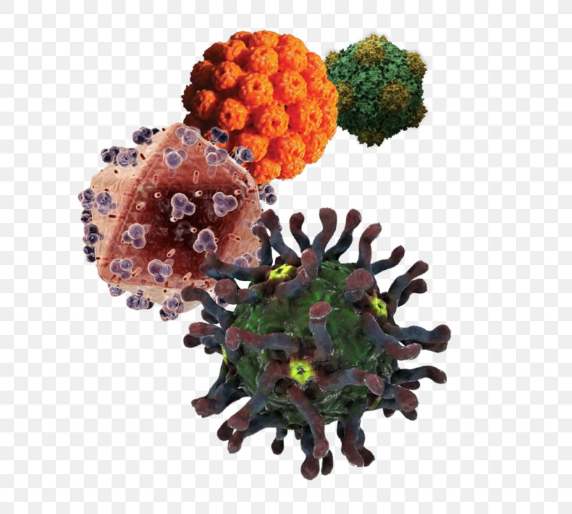 Viral Hepatitis Hepatitis B Virus Hepatitis C, PNG, 768x737px, Hepatitis, Christmas Ornament, Cytomegalovirus, Disease, Fruit Download Free