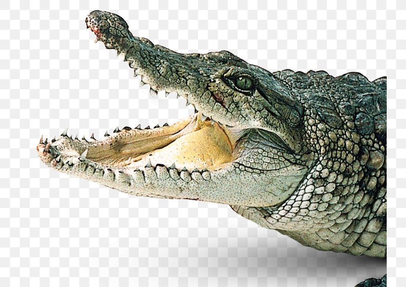 Crocodiles Gharial Clip Art, PNG, 742x580px, Crocodile, Alligator, American Alligator, Chinese Alligator, Crocodiles Download Free