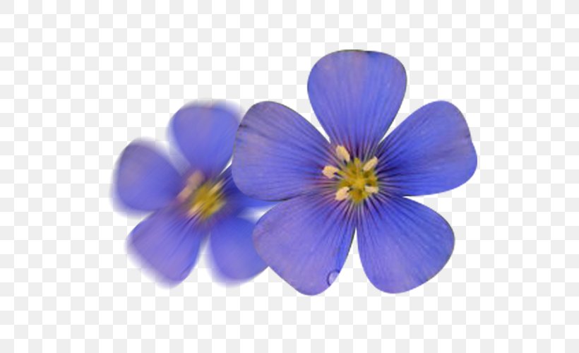 Flax Flower Seed, PNG, 600x500px, Flax, Blue, Drawing, Flax Seed, Flower Download Free