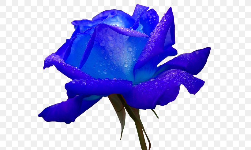 Flower Rose, PNG, 575x491px, Flower, Blue, Blue Rose, Christmas, Cobalt Blue Download Free