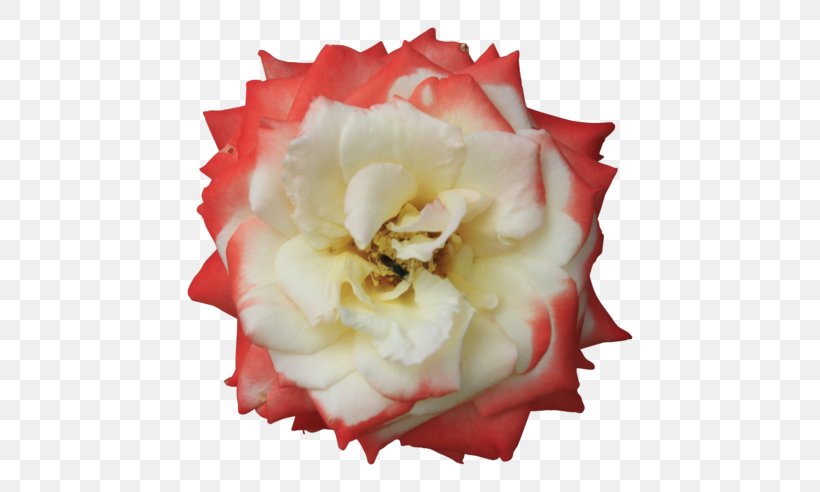 Garden Roses Cut Flowers Floristry Cabbage Rose, PNG, 512x492px, Garden Roses, Cabbage Rose, Carnation, Cut Flowers, Floribunda Download Free