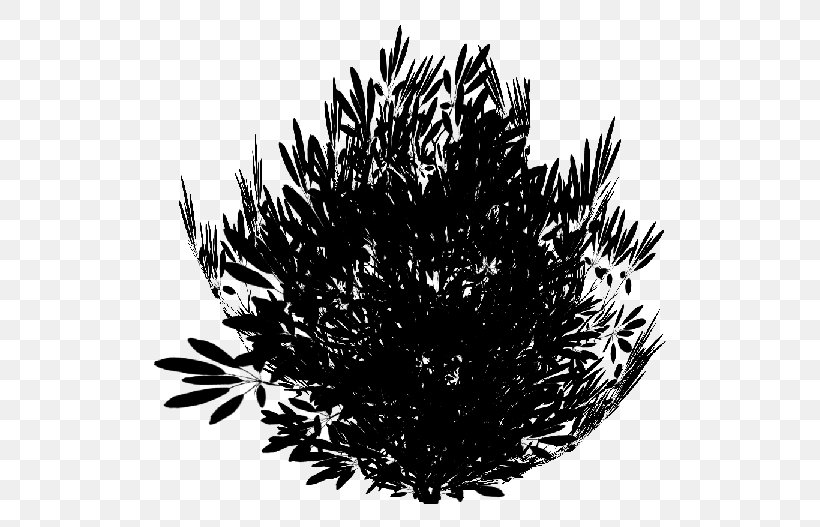 Pine Family Leaf Branching Black M, PNG, 750x527px, Pine, Black M, Branching, Grass, Leaf Download Free
