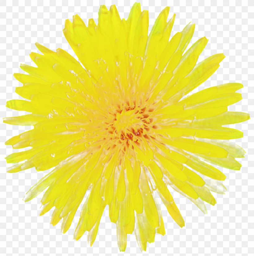 Clip Art Vector Graphics Transparency Image, PNG, 1045x1056px, Flower, Chamomile, Chrysanths, Coltsfoot, Daisy Family Download Free