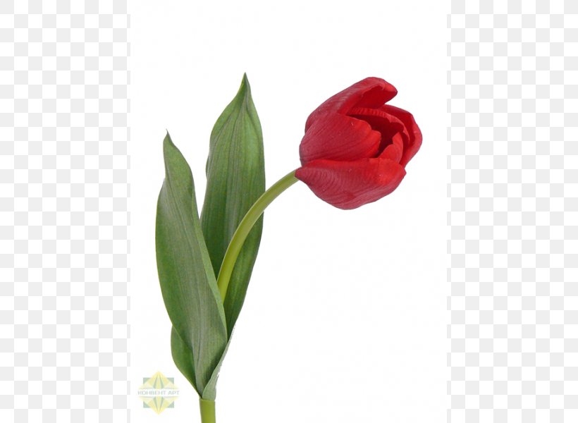 Red Tulip Blue White Green, PNG, 600x600px, Red, Blue, Bud, Centimeter, Clothing Download Free