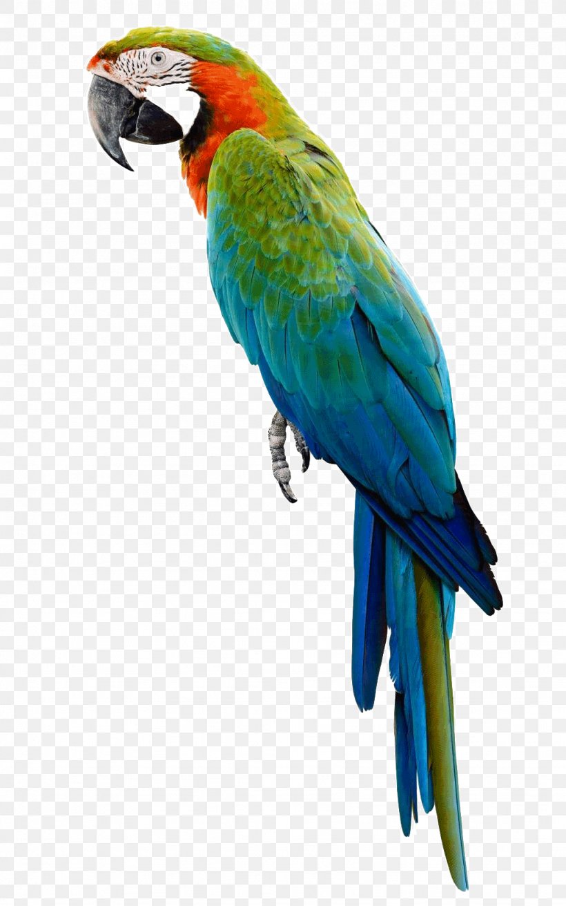 Companion Parrot Bird Budgerigar Macaw, PNG, 1024x1638px, Parrot, Amazon Parrot, Beak, Bird, Blue And Yellow Macaw Download Free