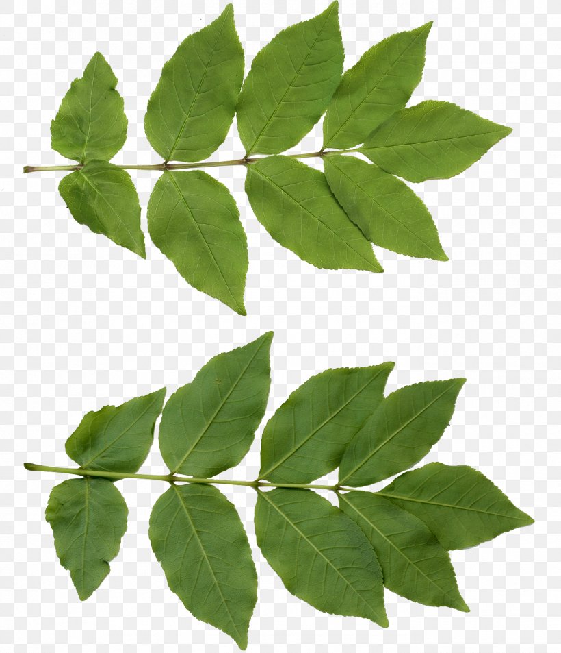 Leaf Texture Mapping Tree, PNG, 1376x1600px, 3d Computer Graphics, Leaf, Blender, Branch, Deciduous Download Free