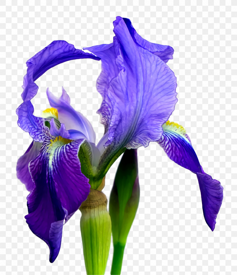 Northern Blue Flag Orris Root Cut Flowers Purple Petal, PNG, 1240x1440px, Northern Blue Flag, Cut Flowers, Flower, Irises, Orris Root Download Free