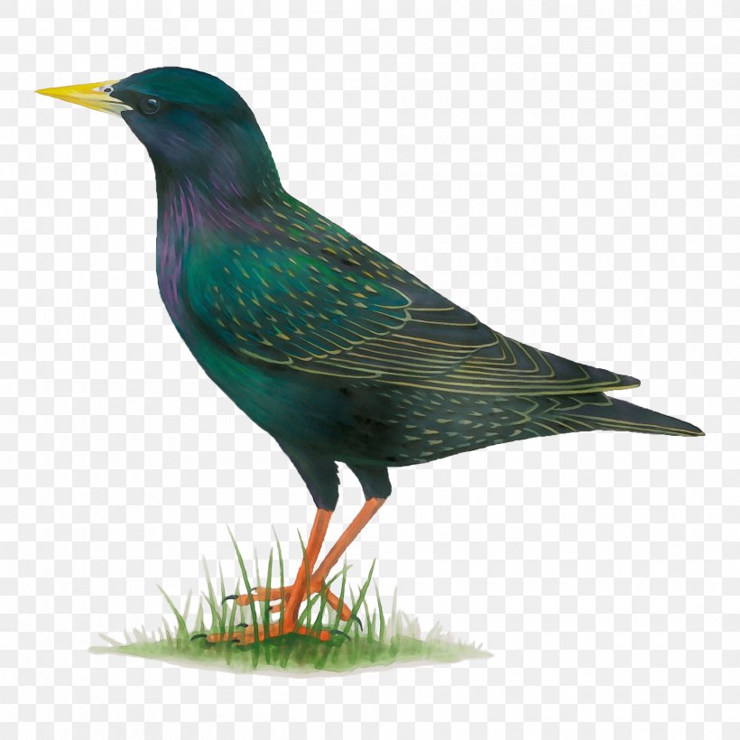 Bird Beak European Starling Starling Perching Bird, PNG, 2000x2000px, Watercolor, Beak, Bird, European Starling, Paint Download Free