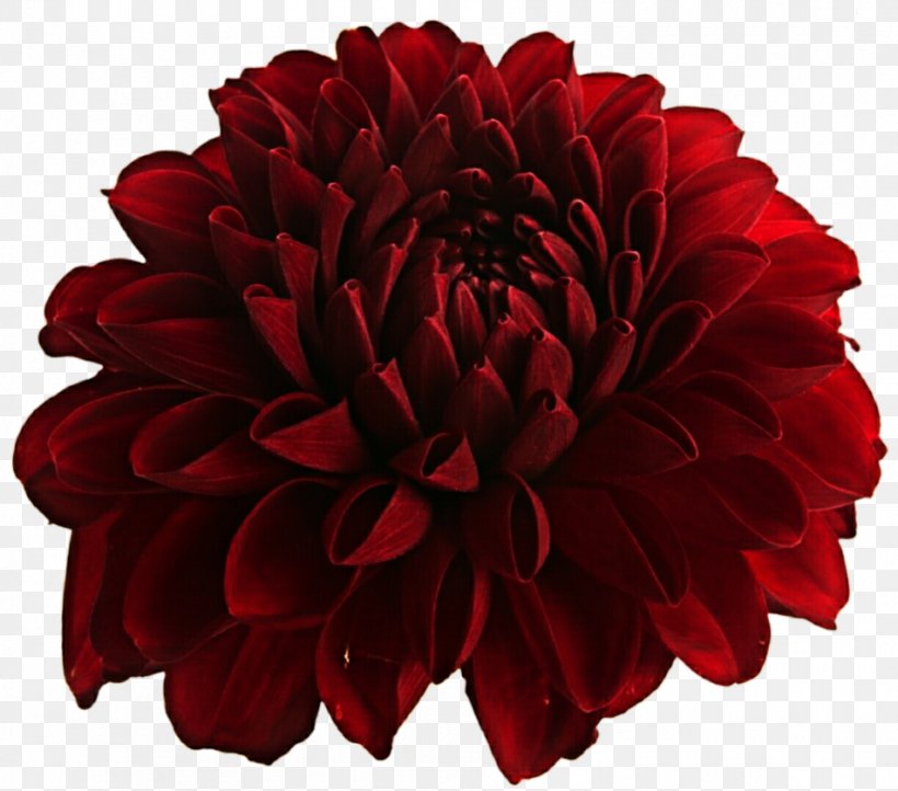 Dahlia Cut Flowers Red, PNG, 952x839px, Dahlia, Chrysanths, Cut Flowers, Daisy Family, Flower Download Free