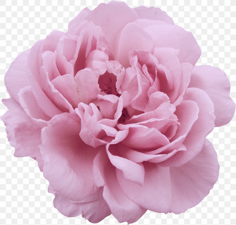 Peony Flower Garden Roses Stock Photography Clip Art, PNG, 1344x1282px, Peony, Camellia, Carnation, Cut Flowers, Floral Design Download Free