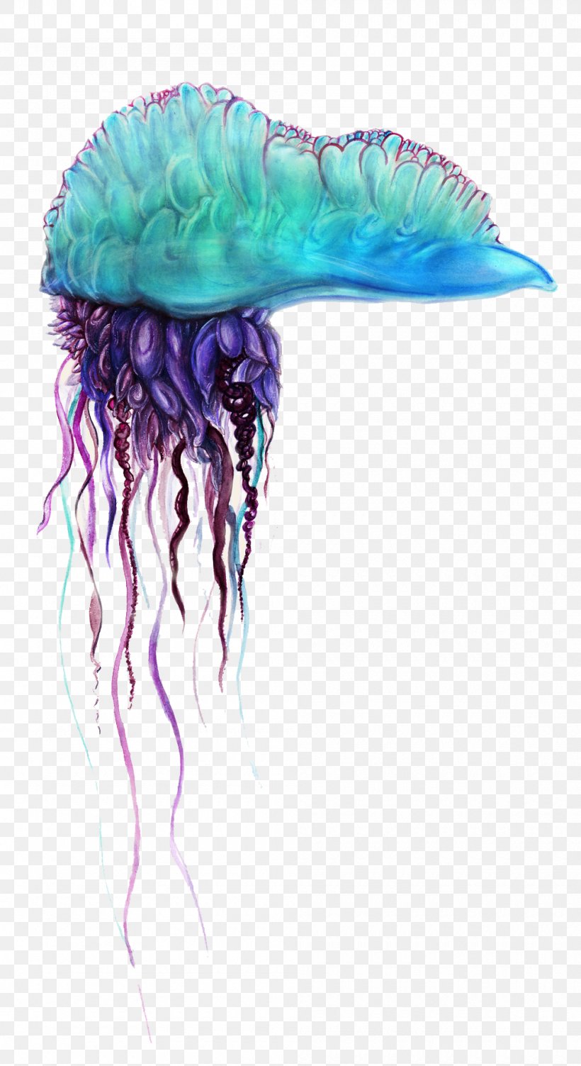 Portuguese Man O' War Portable Network Graphics Jellyfish Image Desktop Wallpaper, PNG, 1000x1834px, Portuguese Man O War, Cnidaria, Costume Accessory, Feather, Jellyfish Download Free