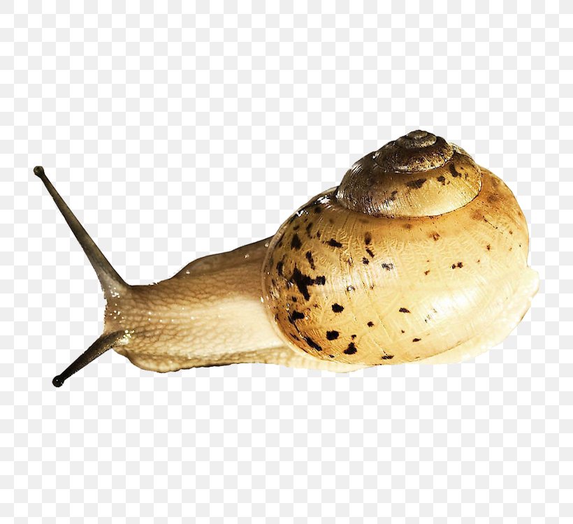 Snail Orthogastropoda Prosobranchia Slug, PNG, 750x750px, Snail, Gastropods, Invertebrate, Mollusc Shell, Molluscs Download Free