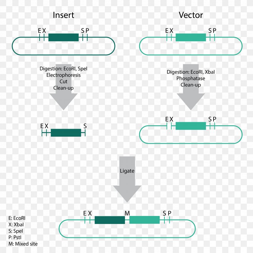 Sticky And Blunt Ends The Polymerase Chain Reaction DNA Polymerase, PNG, 2953x2953px, Sticky And Blunt Ends, Area, Cebitec, Cloning, Diagram Download Free