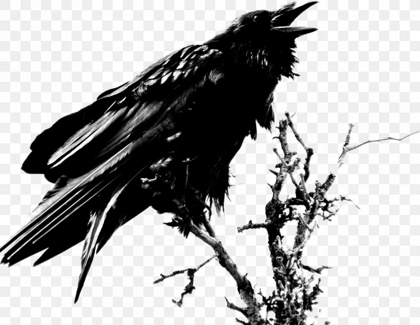 The Raven Common Raven Clip Art, PNG, 1244x964px, Raven, American Crow, Baltimore Ravens, Beak, Bird Download Free