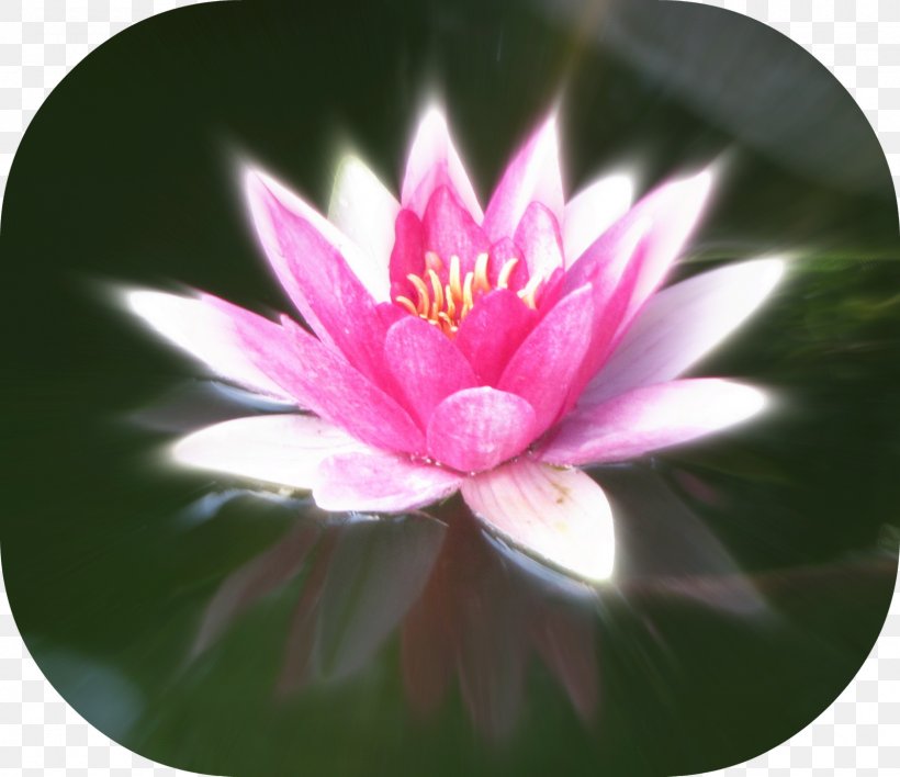 Close-up Pink M MTN Group Lotus-m, PNG, 1600x1382px, Closeup, Aquatic Plant, Flora, Flower, Flowering Plant Download Free