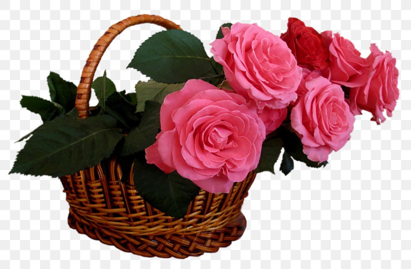 Garden Roses Flower Bouquet Pink, PNG, 800x538px, Rose, Artificial Flower, Basket, Begonia, Color Download Free