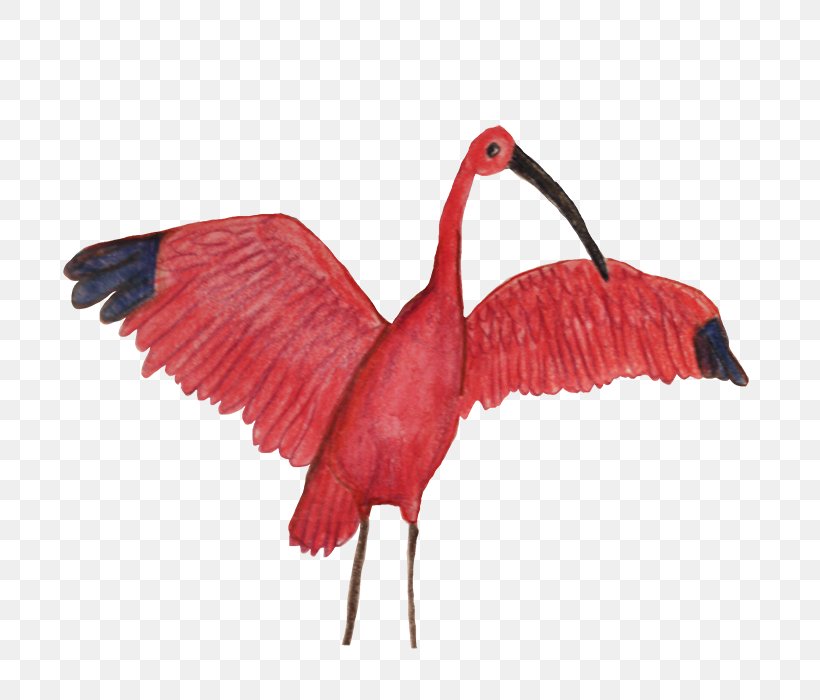 Ibis Beak Feather Neck, PNG, 700x700px, Ibis, Beak, Bird, Feather, Flamingo Download Free