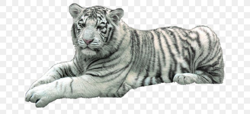 Lion Felidae Cat White Tiger Clip Art, PNG, 700x374px, Lion, Animal, Bengal Tiger, Big Cat, Big Cats Download Free