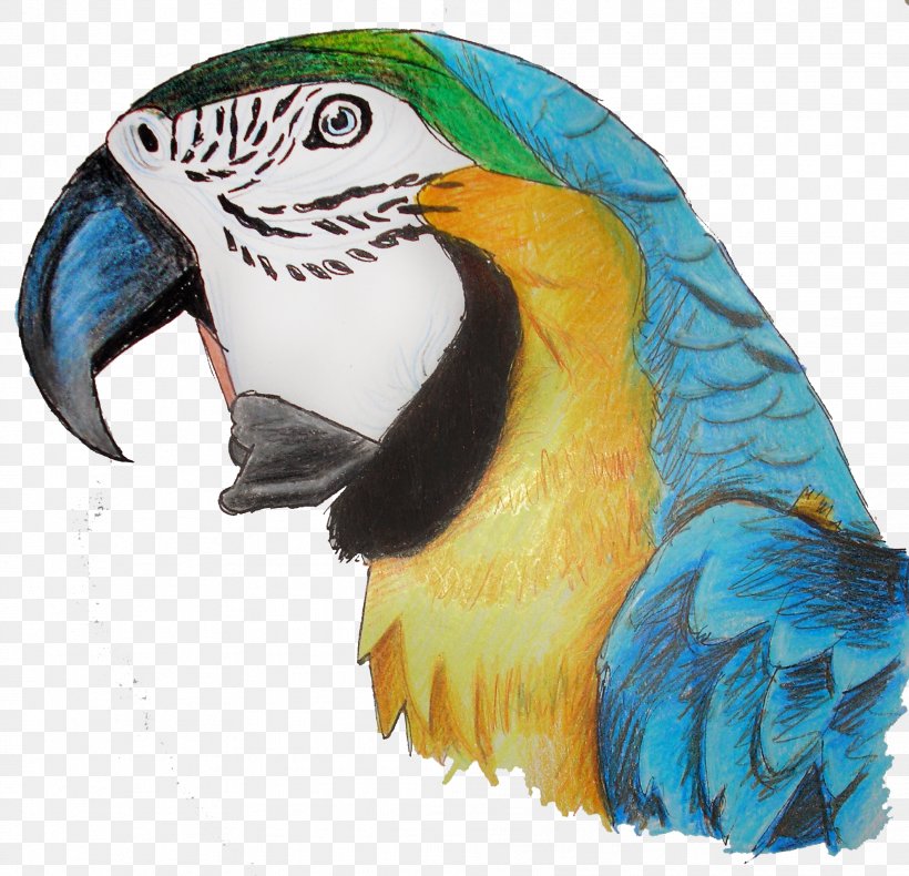 Parrot Bird Macaw Parakeet, PNG, 1983x1911px, Parrot, Animal, Beak, Bird, Common Pet Parakeet Download Free
