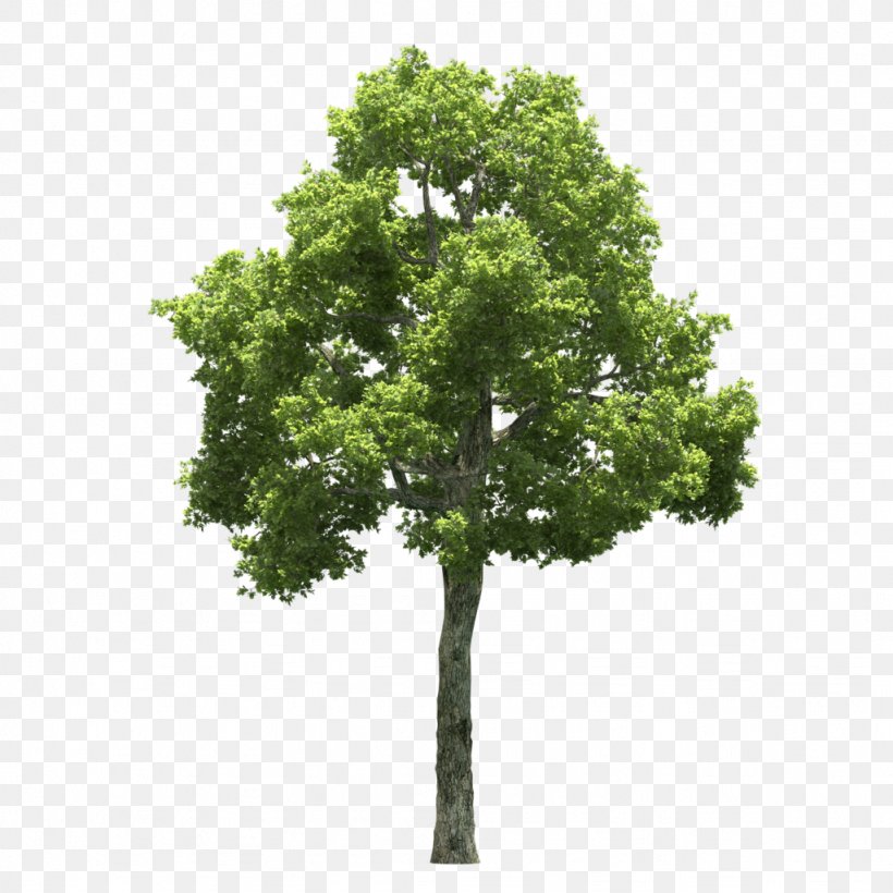 Tree Shrub, PNG, 1024x1024px, Tree, Branch, Oak, Plane Tree Family, Plant Download Free