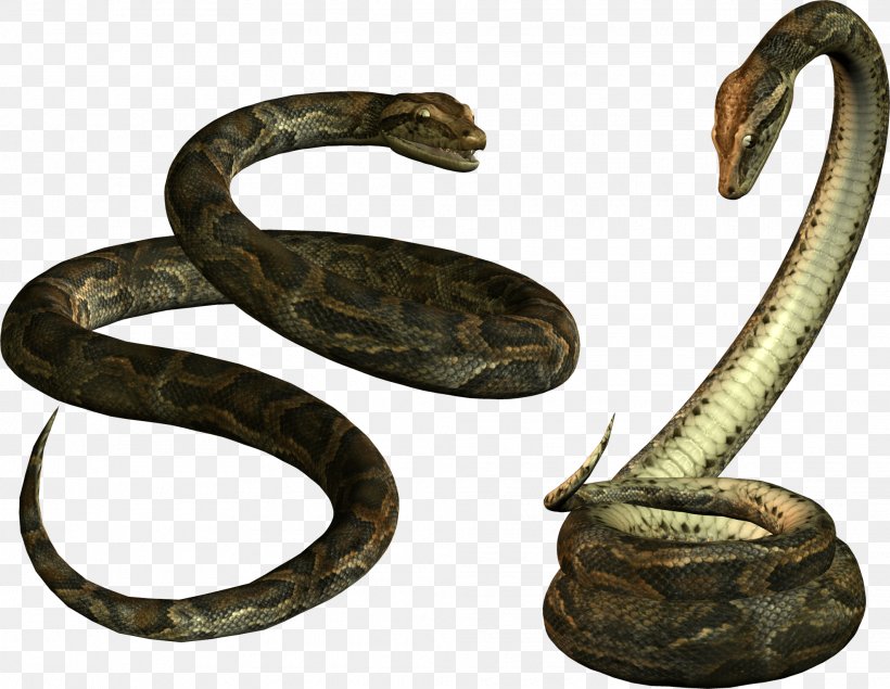Venomous Snake Papua New Guinea Reptile, PNG, 1973x1530px, Snake, Boa Constrictor, Boas, Cobra, Colubridae Download Free