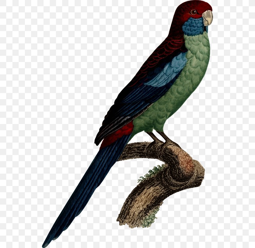 Budgerigar Bird Parrot Macaw Parakeet, PNG, 550x800px, Budgerigar, Beak, Bird, Cockatiel, Common Pet Parakeet Download Free