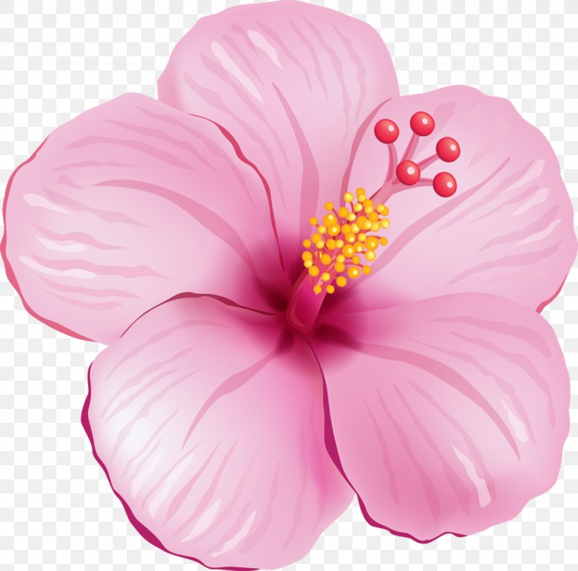 Shoeblackplant Flower Clip Art, PNG, 1024x1012px, Shoeblackplant, Color, Floral Design, Flower, Flowering Plant Download Free