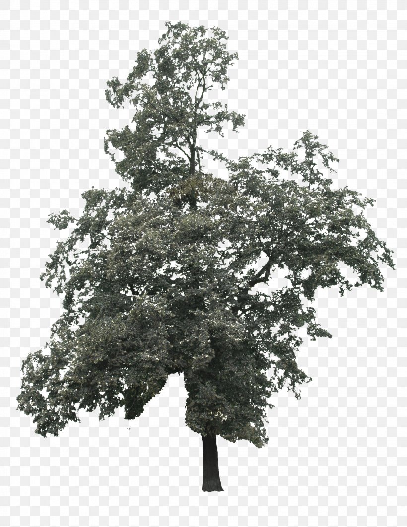 Branch Tree Lindens Oak, PNG, 2168x2810px, Branch, Alpha Channel, Forest, Hornbeam, Leaf Download Free