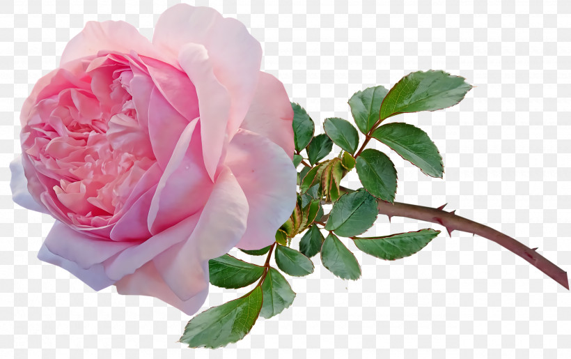 Garden Roses, PNG, 2560x1610px, Garden Roses, Artificial Flower, Cabbage Rose, Cut Flowers, Floral Design Download Free