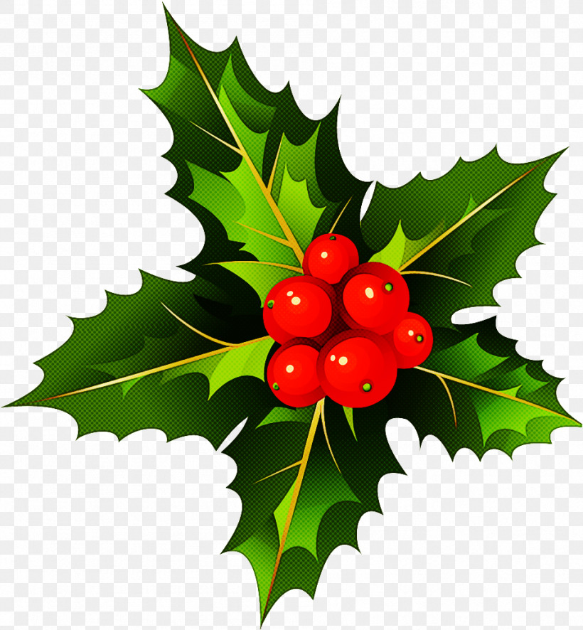 Holly, PNG, 949x1026px, Holly, American Holly, Berry, Branch, Chinese Hawthorn Download Free