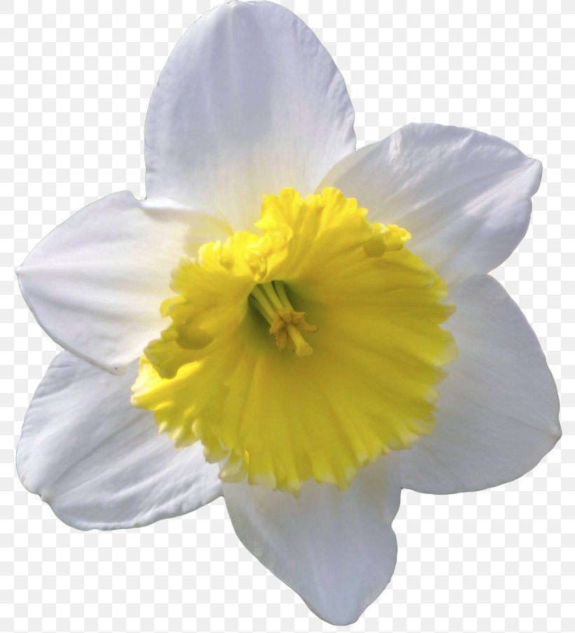 Flower Daffodil Lilium Columbianum Clip Art, PNG, 800x902px, Flower, Amaryllis Family, Anemone Coronaria, Common Daisy, Daffodil Download Free