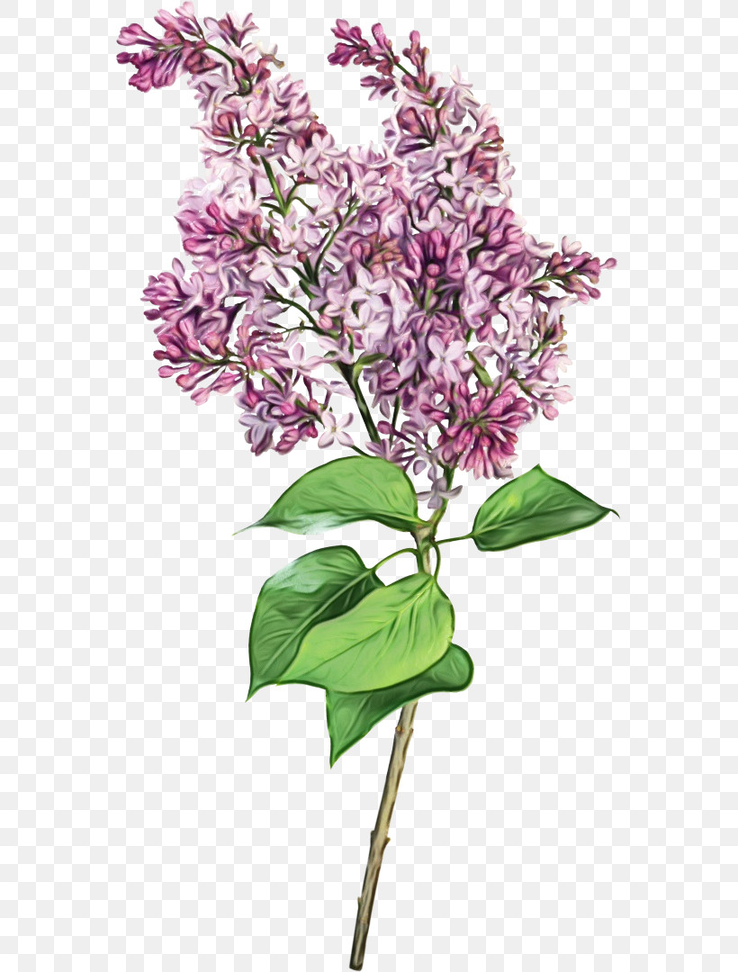 Flower Plant Lilac Lilac Cut Flowers, PNG, 561x1080px, Watercolor, Cut Flowers, Flower, Lilac, Paint Download Free