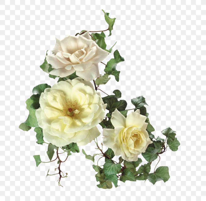 Garden Roses Flower Clip Art, PNG, 752x800px, Garden Roses, Adobe Premiere Pro, Albom, Artificial Flower, Cut Flowers Download Free