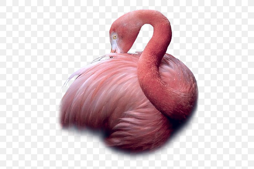 Greater Flamingo Bird Flamingos Beak, PNG, 522x548px, Greater Flamingo, Animal, Beak, Bird, Blog Download Free