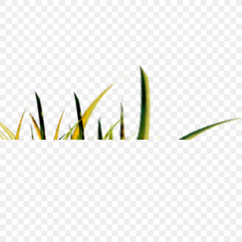 Green Pattern, PNG, 1181x1181px, Green, Grass, Text, Yellow Download Free